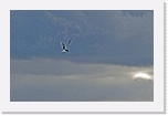lapintiira_arctic tern * 2581 x 1658 * (2.21MB)